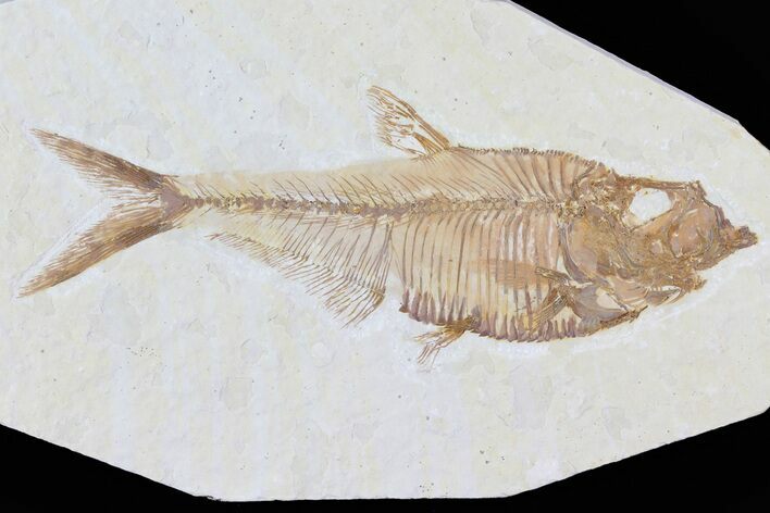 Detailed, Diplomystus Fossil Fish - Wyoming #79977